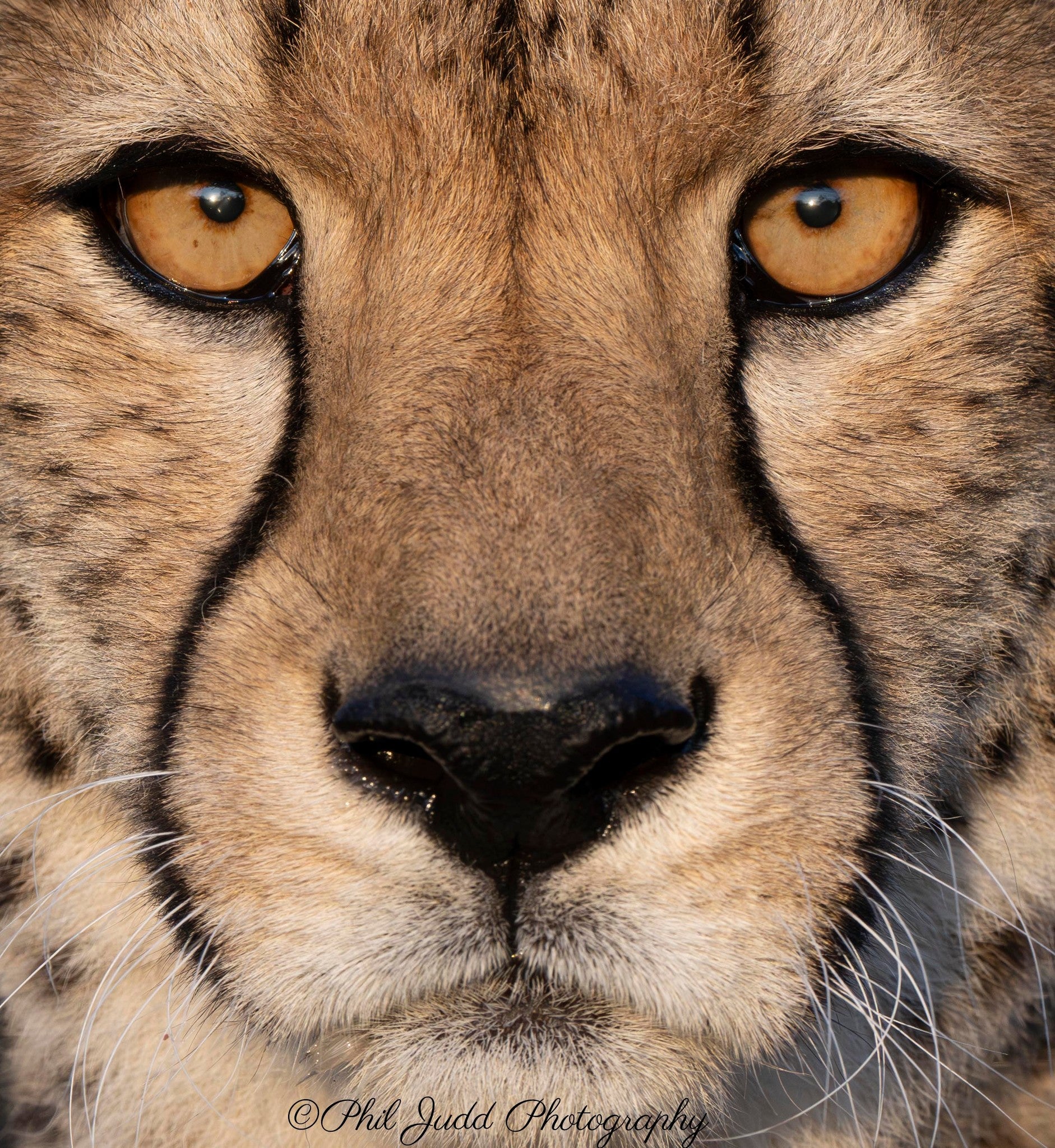 2024 Lando Norris Signed McLaren World Constructor Championship F1 Suit