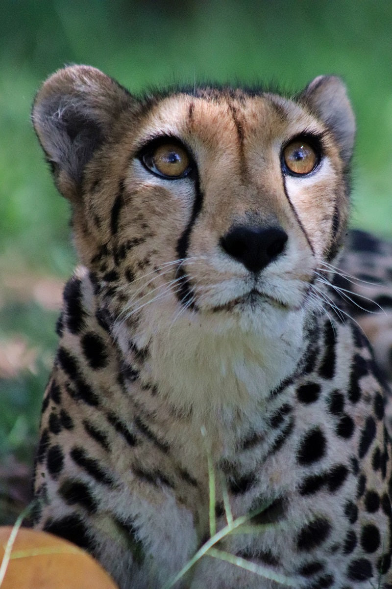 2024 Lando Norris Signed McLaren World Constructor Championship F1 Suit