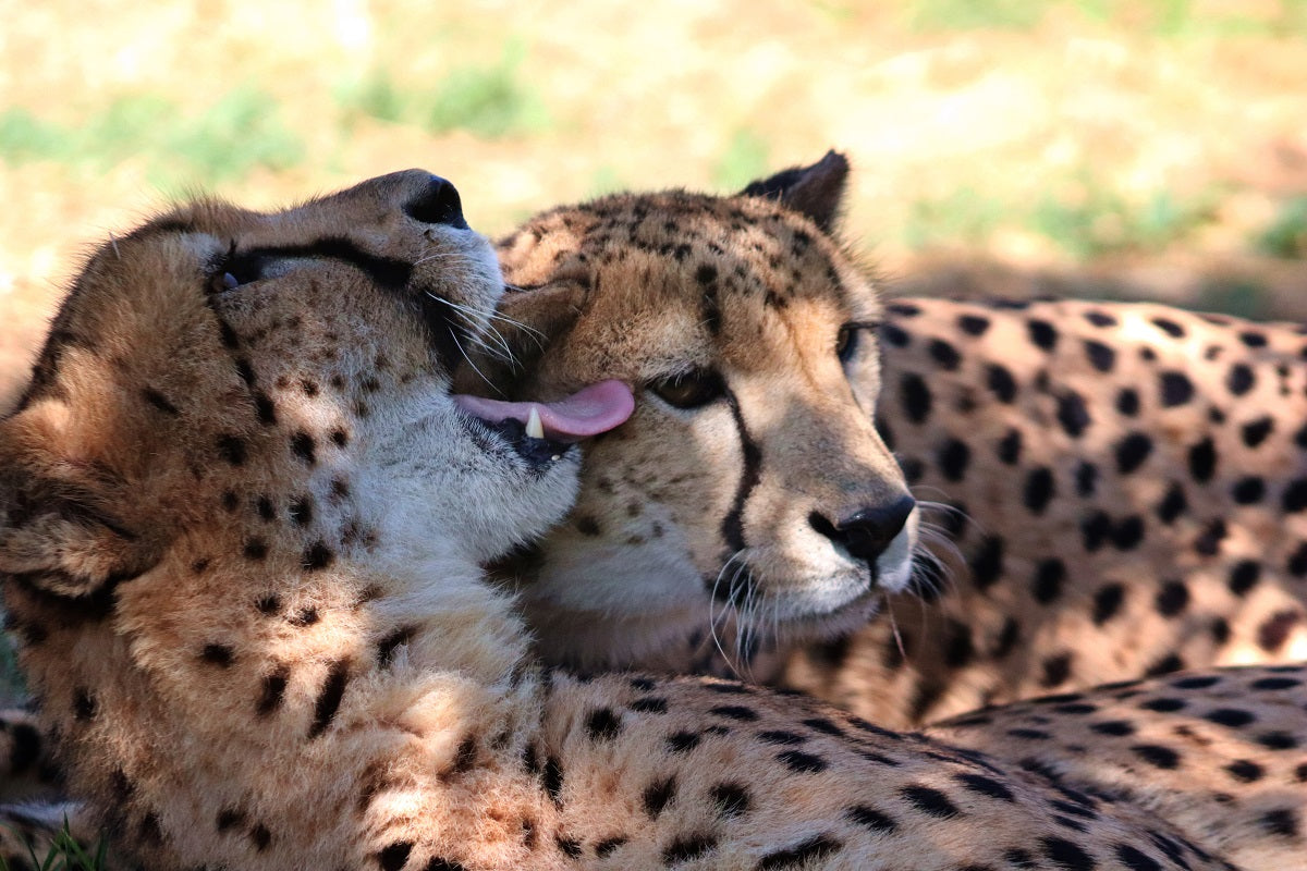 2024 Lando Norris Signed McLaren World Constructor Championship F1 Suit