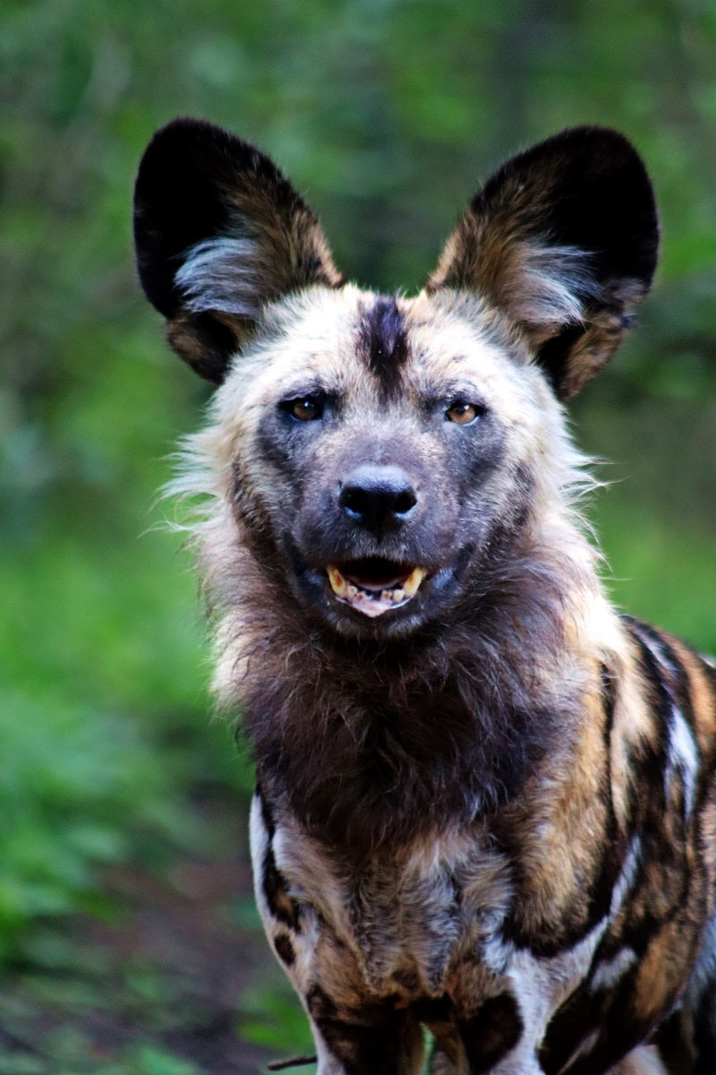 2024 Lando Norris Signed McLaren World Constructor Championship F1 Suit